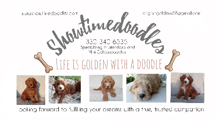 Goldendoodle and Sheepadoodle puppies